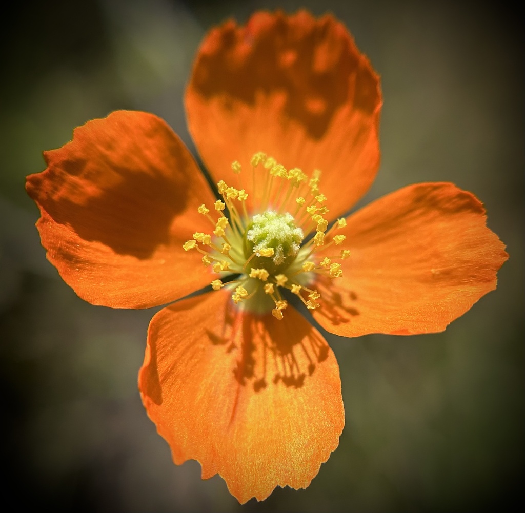 fire poppy from Calf Canyon Hwy, Santa Margarita, CA, US on May 20 ...