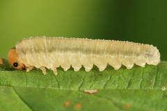 Empria pallimacula