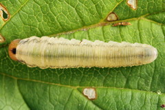 Empria pallimacula