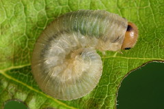 Empria pallimacula