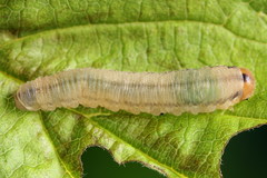 Empria pallimacula