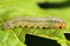 Empria pallimacula