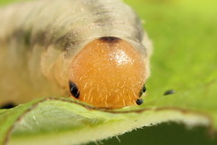 Empria pallimacula