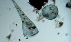 Stentor coeruleus