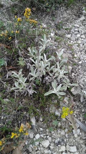 Sideritis taurica, photograph 1