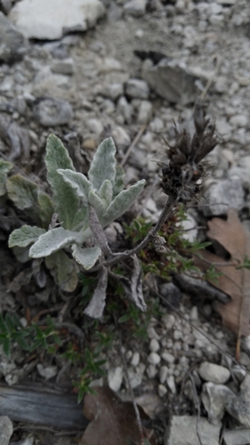 Sideritis taurica, photograph 2