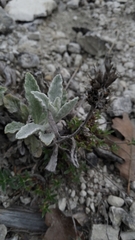 Sideritis taurica, photograph (c) Sergey Cherkasov, some rights reserved (CC BY)