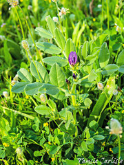 Vicia narbonensis