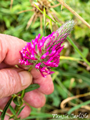Trifolium purpureum