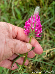Trifolium purpureum