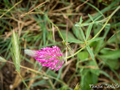 Trifolium purpureum