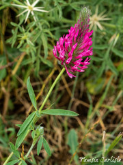 Trifolium purpureum