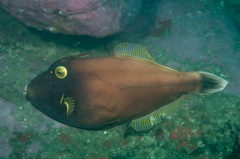 Eubalichthys bucephalus