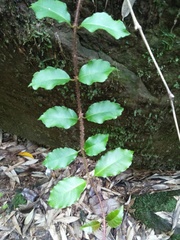 Hydrangea viburnoides