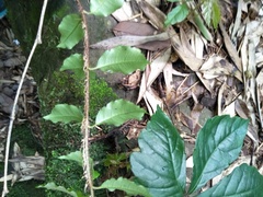 Hydrangea viburnoides