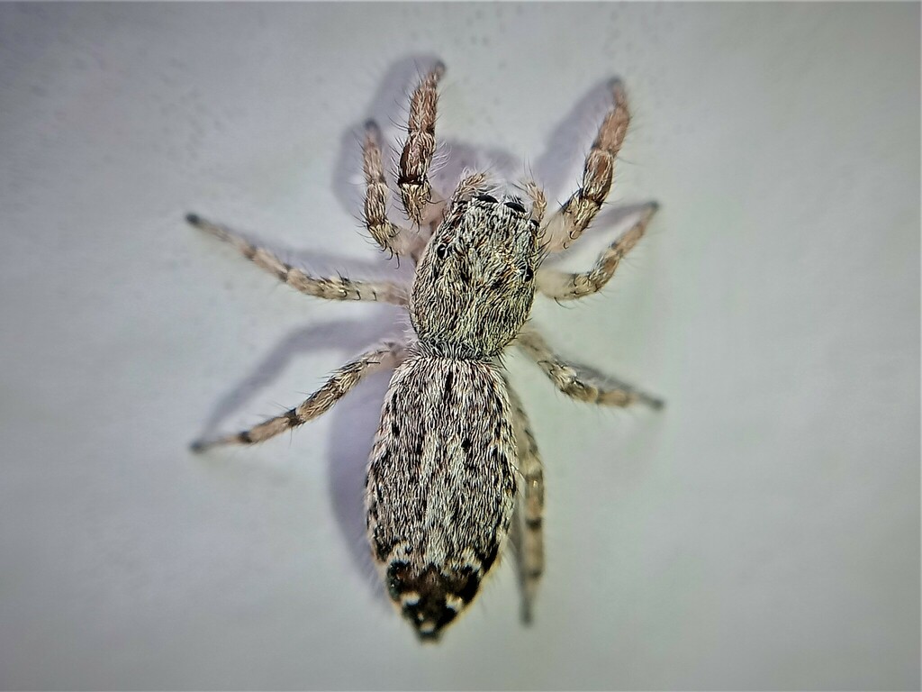 Pseudicius badius