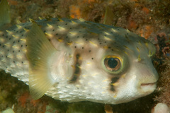 Threebar Porcupinefish photo 5