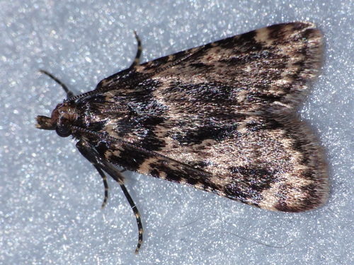 Aglossa caprealis