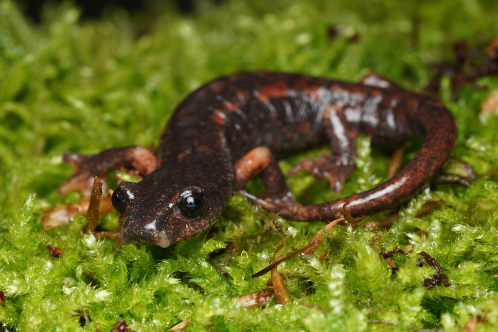 Italian Cave Salamander