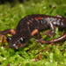 Italian Cave Salamander - Photo (c) Sven Gippner, some rights reserved (CC BY-NC), uploaded by Sven Gippner