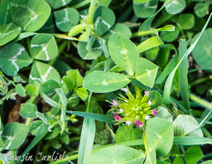 Trifolium spumosum