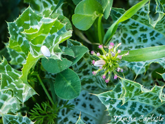 Trifolium spumosum