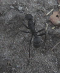 Platythyrea lamellosa