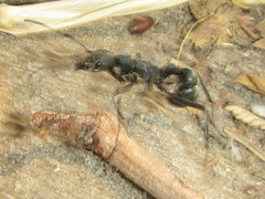 Platythyrea lamellosa