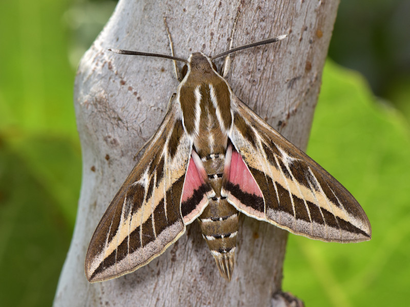 Striped hawk-moth: Hyles livornica - A birthday sphinx (Sphingidae) 