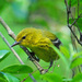 Pine Warbler - Photo (c) Jerry Oldenettel, some rights reserved (CC BY-NC-SA)