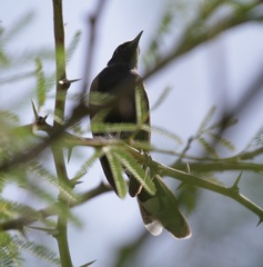 Cercotrichas podobe