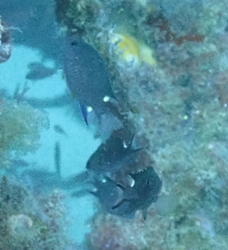 Twinspot chromis