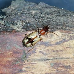Cymindis andreae