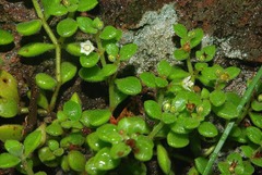 Crassula expansa subsp. fragilis image