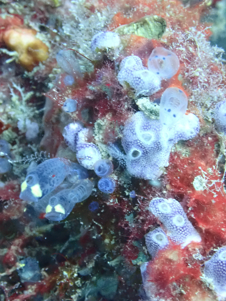 Clavelina moluccensis