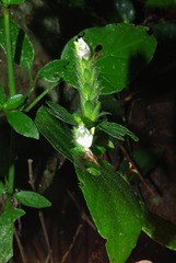 Isoglossa glandulosissima