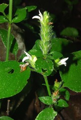 Isoglossa glandulosissima