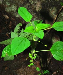 Acalypha indica indica