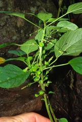 Acalypha indica indica