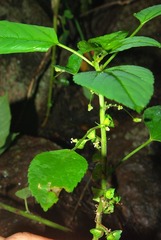 Acalypha indica indica