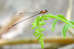 Nososticta impercepta