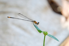 Nososticta impercepta