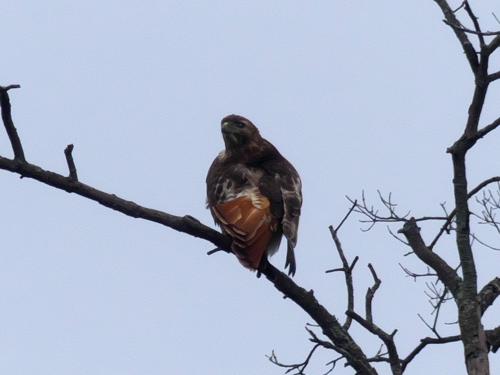 Red-tailed Hawk from Duke Farms, Hillsborough Township, NJ 08844, USA ...