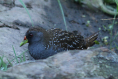 Porzana fluminea