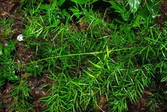 Asparagus angusticladus