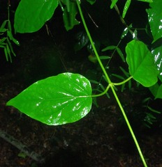Vincetoxicum lycioides