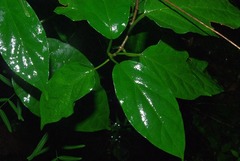 Vincetoxicum lycioides