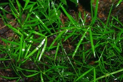 Asparagus angusticladus