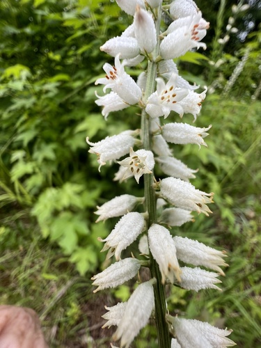 White colicroot (Aletris farinosa)