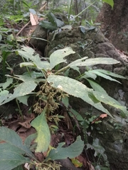 Rhynchotechum discolor